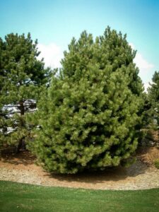 Сосна Чёрная (Pinus Nigra) купить по цене от 270.00р. в интернет-магазине «Посадика» с доставкой почтой в в Болоховое и по всей России – [изображение №1].