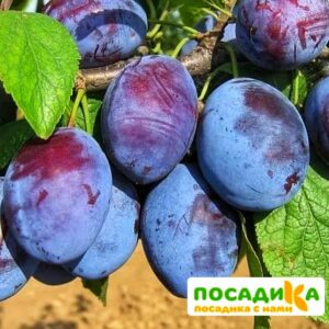 Слива Чачакская ранняя купить по цене от 229.00р. в интернет-магазине «Посадика» с доставкой почтой в в Болоховое и по всей России – [изображение №1].