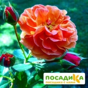 Роза Арабия купить по цене от 350.00р. в интернет-магазине «Посадика» с доставкой почтой в в Болоховое и по всей России – [изображение №1].