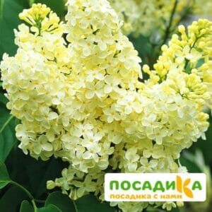 Сирень Примроуз (Primrose) купить по цене от 529.00р. в интернет-магазине «Посадика» с доставкой почтой в в Болоховое и по всей России – [изображение №1].