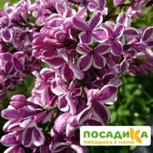 Сирень Сенсация купить по цене от 529.00р. в интернет-магазине «Посадика» с доставкой почтой в в Болоховое и по всей России – [изображение №1].