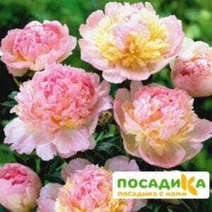 Пион Распберри Сандей (Paeonia Raspberry Sundae) купить по цене от 959р. в интернет-магазине «Посадика» с доставкой почтой в в Болоховое и по всей России – [изображение №1].