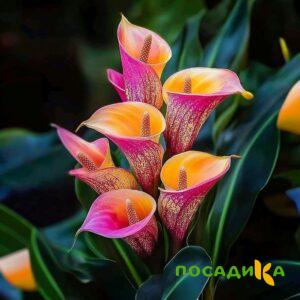 Калла Оникс купить по цене от 450р. в интернет-магазине «Посадика» с доставкой почтой в в Болоховое и по всей России – [изображение №1].