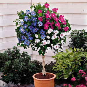 Гибискус-Дерево Триколор купить по цене от 289р. в интернет-магазине «Посадика» с доставкой почтой в в Болоховое и по всей России – [изображение №1].