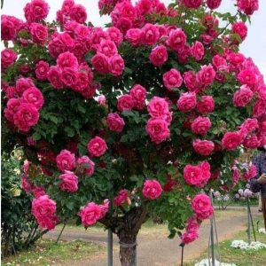 Роза Версаля купить по цене от 232р. в интернет-магазине «Посадика» с доставкой почтой в в Болоховое и по всей России – [изображение №1].