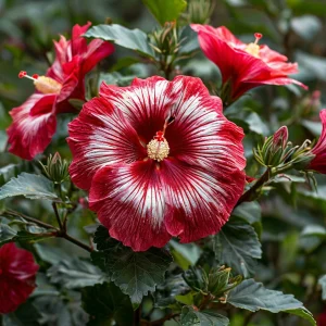 Гибискус Пурпл Мистик купить по цене от 360р. в интернет-магазине «Посадика» с доставкой почтой в в Болоховое и по всей России – [изображение №1].